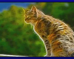 El gatito de doña mirian