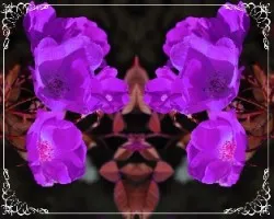 Rosas ii