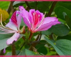 Otro bella flor