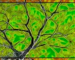 Ramas en fractal ii