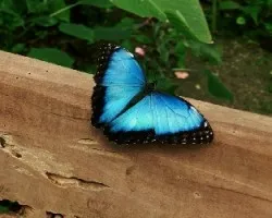 Mariposa morpho