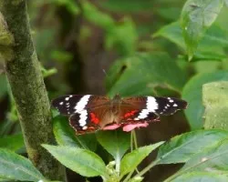 Mariposa ii