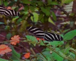 Mariposa iii