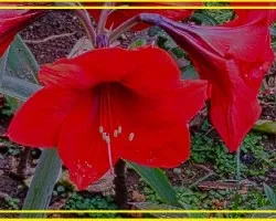 Lirio Rojo
