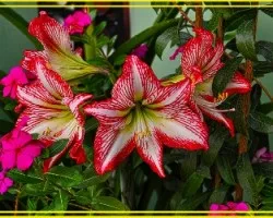 Lirio Blanco De Borde Rojo