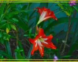 Lirio Naranja