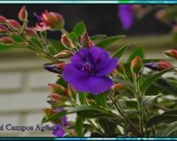 Unas lilas