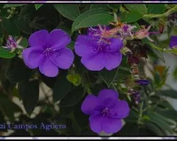 Unas lilas