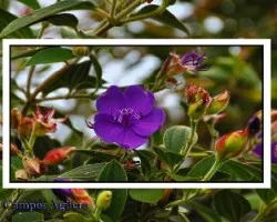 Unas lilas