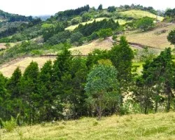 Arboleda ii