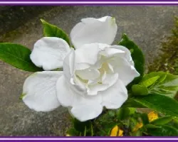 Flor i