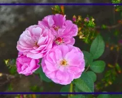 Flor ii