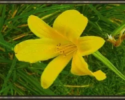 Flor iii