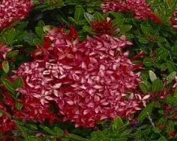Florescitas con secreto...