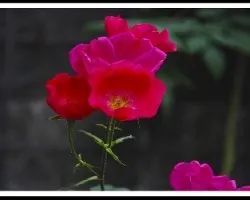 Flor roja i