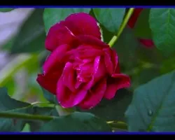 Flor roja ii