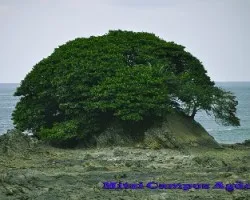 Creciendo sobre una roca i