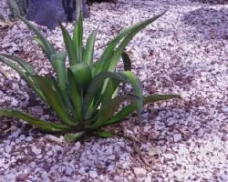 Plantas algo diferentes