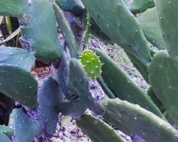 Plantas algo diferentes