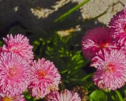 Bellis perennis