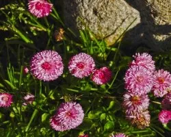 Bellis perennis