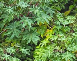 Ricinus communis