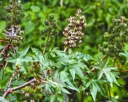Ricinus communis
