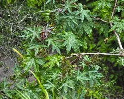 Ricinus communis