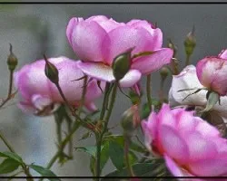 Rosas i