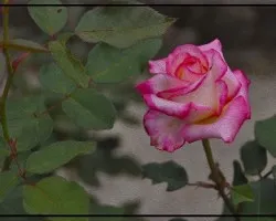 Rosa ii