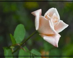 Rosa iii