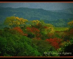Paisaje con árboles en flor