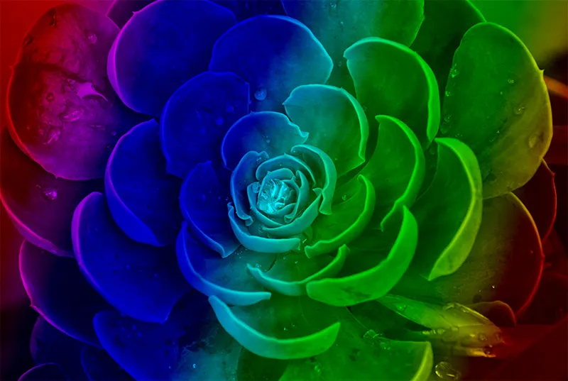 Foto