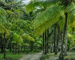 Palmeras i