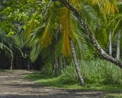 Palmeras ii