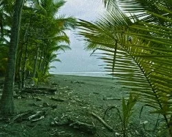 Palmeras iii