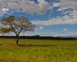 Reto del mes de Agosto 2012: Ãrboles