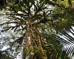 Reto del mes de Agosto 2012: Ãrboles