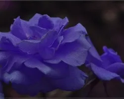 Fantasía i