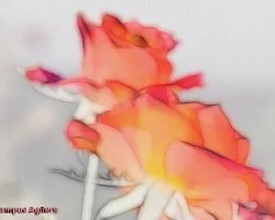 Rosas especiales i