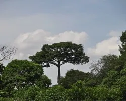 Bello entre la vegetación