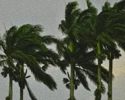 Palmeras al viento