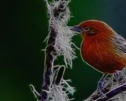 Fractal de piranga bidentata