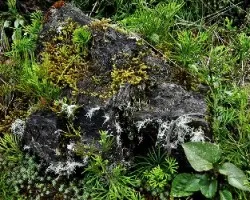Creciendo sobre una roca en talamanca