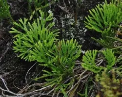 Creciendo sobre una roca en talamanca
