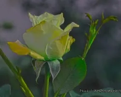 Botón de rosa ii