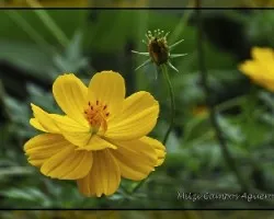 Cosmos sulphureus