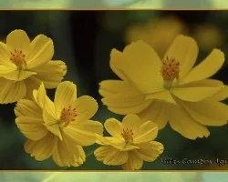 Cosmos sulphureus