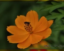 Cosmos sulphureus