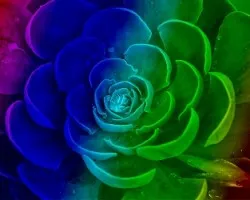 Arco iris vegetal  i